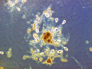 Biologische Reinigung